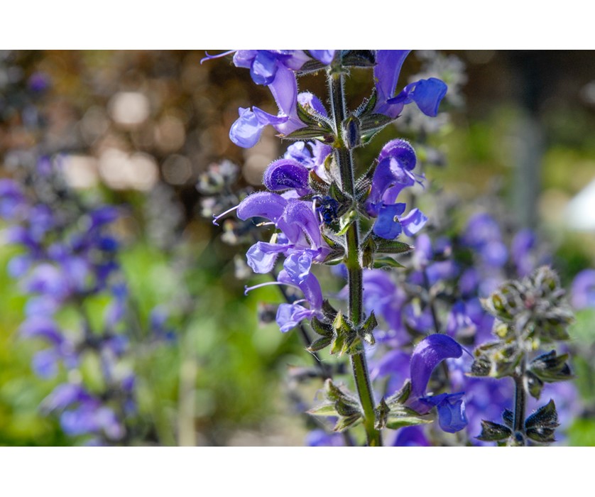 Meadow Clary Sage